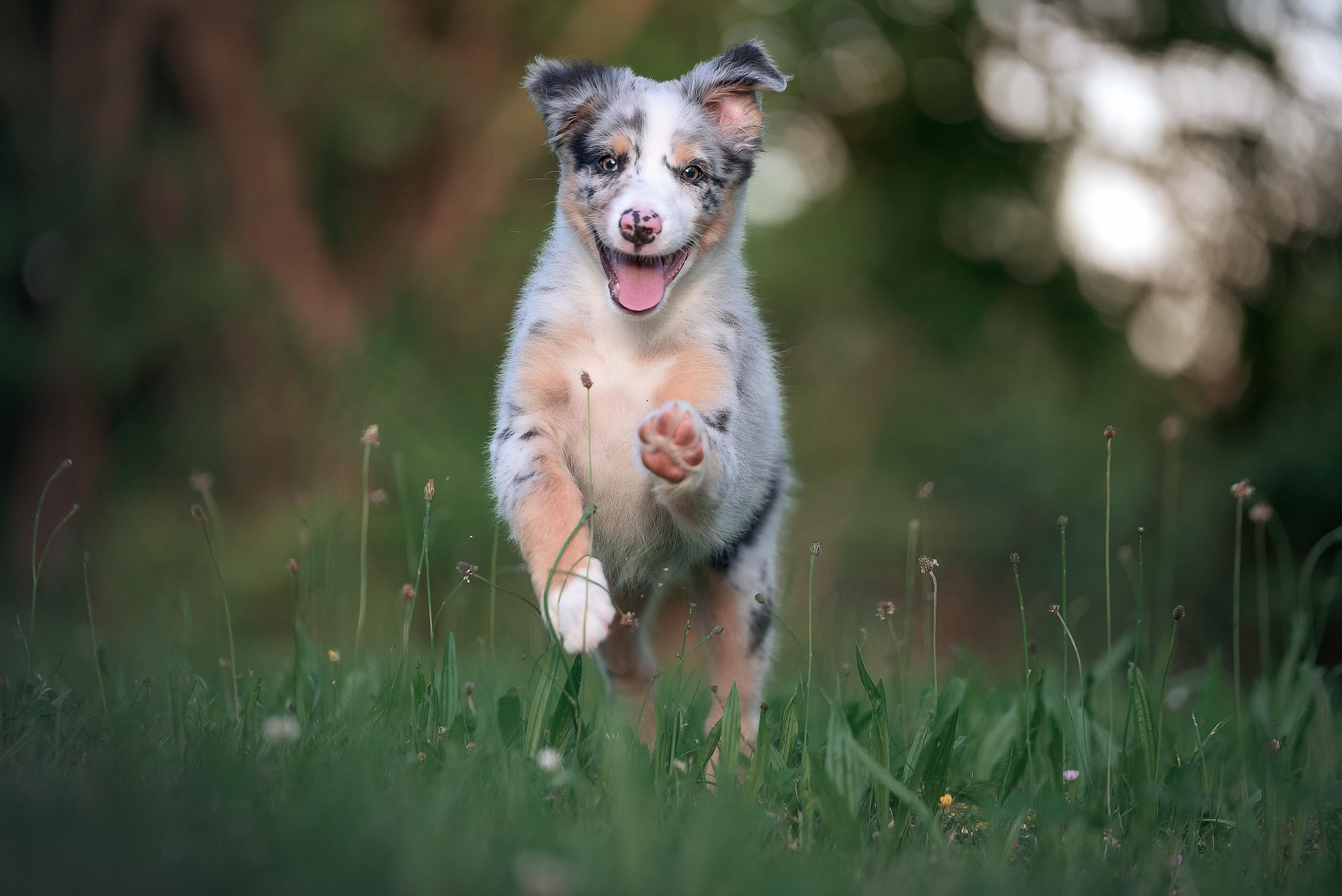 Overjoyed Dog